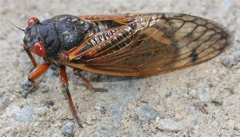 Borrowed from latin cicada, ultimately onomatopoeic. 17-Year Cicada Emerges with a Roar in Kansas | Kansas ...