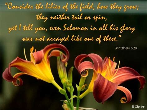 Matthew 628 Lilies Of The Field Matthew 6 28 Peace And Love