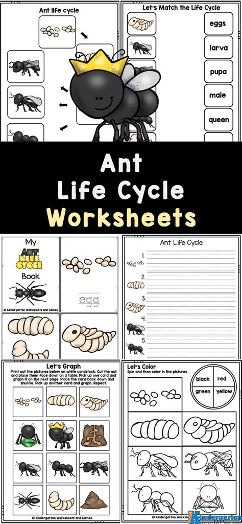 Free Ant Life Cycle For Kids Printable Worksheets