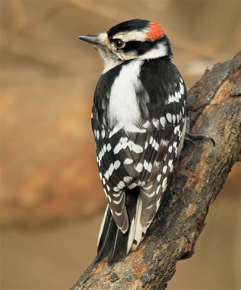 Male Downy Woodpecker Downy Woodpecker Downy Woodpecker