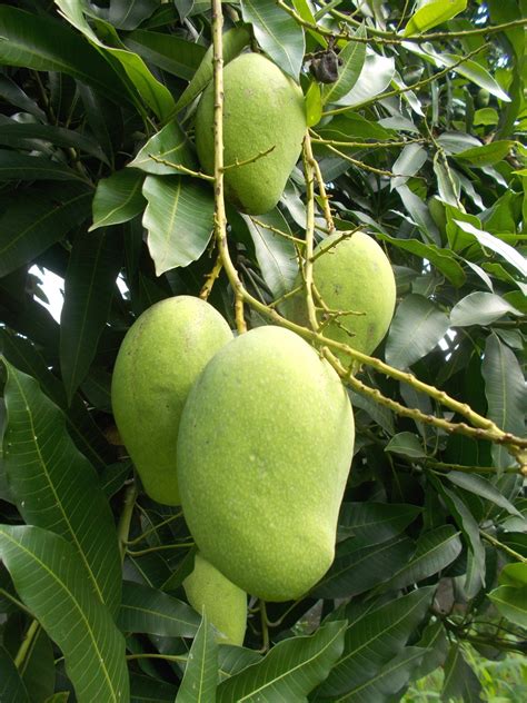 Mangosmangoesfruitfruitstree Free Image From