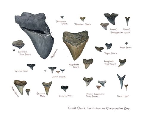 Shark Tooth Identification Chart