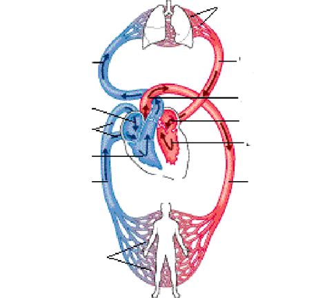 Pt2 Cardiovascular System Heart Circuit Diagram Diagram Quizlet