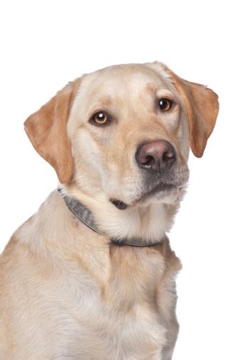 A Portrait Of A Yellow Labrador Retriever Stock Photo Download Image