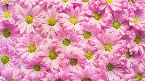 Pink Daisy Wallpaper 56 Pictures