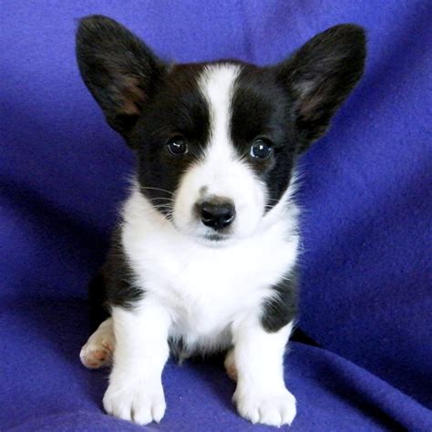 While the cardigan welsh corgi and the pembroke welsh corgi appear similar, they are in fact two distinct breeds that developed separately centuries these puppies are not purebred, are not eligible to be registered in the akc stud book and cannot compete in akc conformation or herding events. Cardigan Puppies
