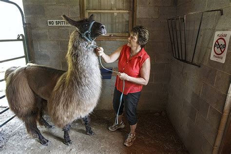 Llama Land York County Owners Raise Exotic Animals For Fiber And For