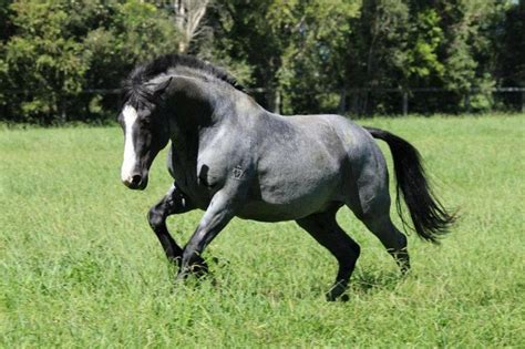 images  australian waler horse  pinterest ponies rare breeds  oriental