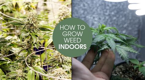 How To Grow Weed Indoors — The Best Beginners Guide