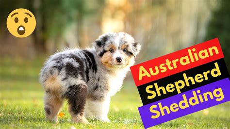When Do Australian Shepherds Shed Their Puppy Coat Youtube