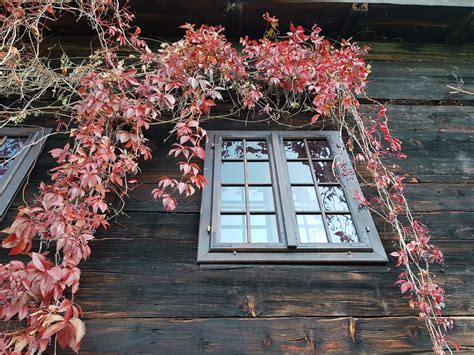 Beim wolfgangsee ist ein klippenspringer gestorben (archivfoto). Goldener Herbst am Wolfgangsee | SalzburgerLand Magazin