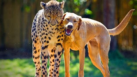 Animals Best Friends 🐶 🐱 Unbelievable Animals Friendship Part 2