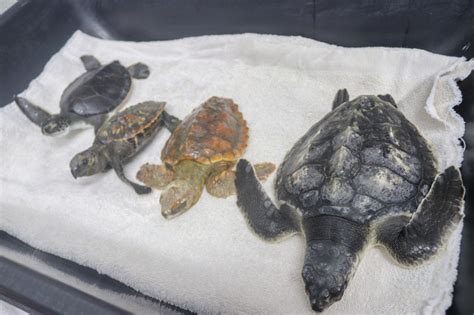 Nine Rehabilitated Sea Turtles Released Back Into Gulf Of Mexico