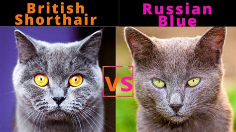 British Shorthair Vs Russian Blue Cat Breed Comparison Which One
