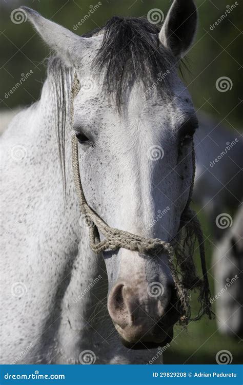 White Horse Standing Still Royalty Free Stock Photos Image 29829208