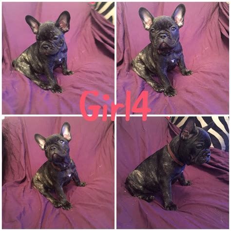 9 Week Old Kc French Bulldog Puppies In Liversedge West Yorkshire