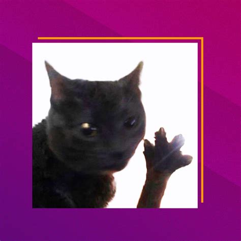 Tiktok Doubloons Cat Meme Explained — Citimuzik