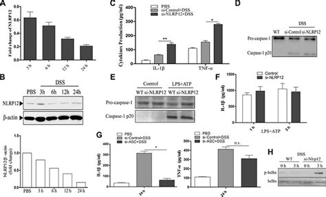 Inflammasome Independent Role Of Nlrp12 In Suppressing Colonic