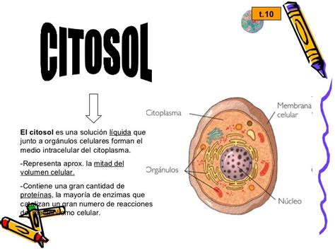 Ppt Morfolog 205 A Celular Membrana Citosol Citoesque