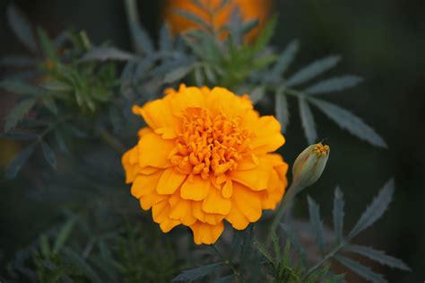 Marigold Flower Plant Free Photo On Pixabay Pixabay