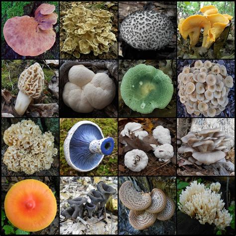 Edible Fungi Foraging