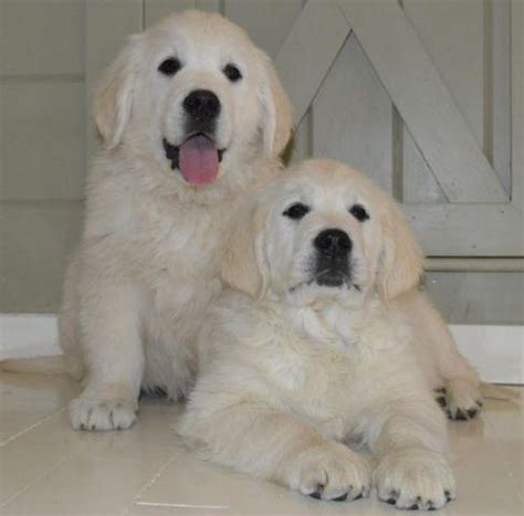 Get in touch with them to get your place as soon as possible. AKC 100% English Cream Golden Retriever Puppies for Sale ...