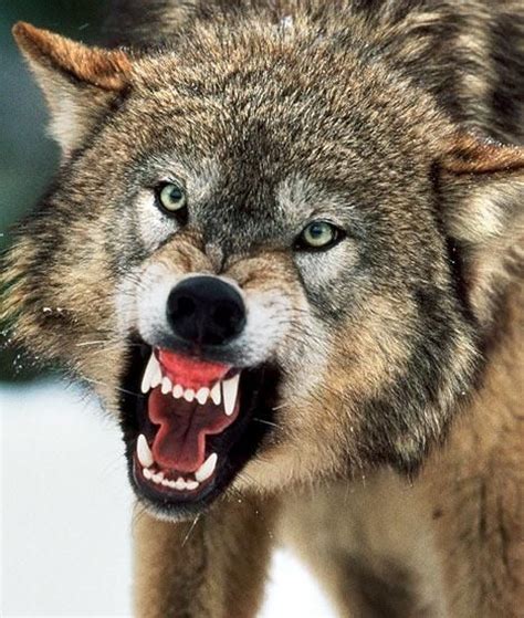 It took 10 minutes for the slow but steady extension. The 25+ best Angry wolf ideas on Pinterest | Wolf black ...