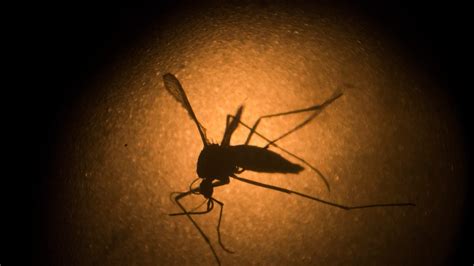 Zika Virus Mosquito Possibly Spreads Dengue In Same Bite Fox News