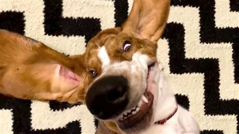 Thats One Goofy Dog Funniest Pets Of The Week Youtube