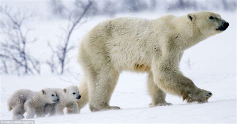 Adorable Polar Bears Cubs Clamber On Mom In Canada Daily Mail Online