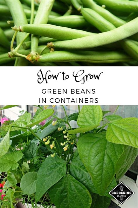 Easy Steps To Grow Green Beans In Containers