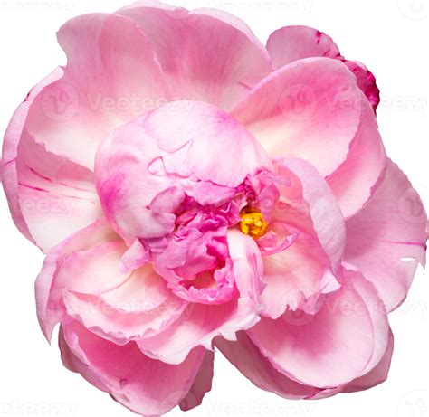 Pink Peony Flower Transparency Backgroundfloral Object 8848166 Png
