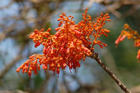 Orange Flowering Trees A Gallery On Flickr