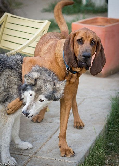 Siberian Husky And Bloodhound Source Dogsandpupsdailytumblr Giant