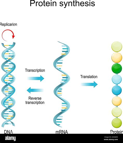Replicación De Adn Arn Arnm Síntesis De Proteínas Transcripción Y