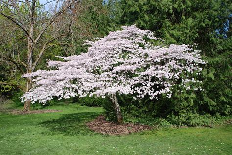 Prunus X Yedoensis Akebonoflr5 Akebono Flowering Cherr Flickr