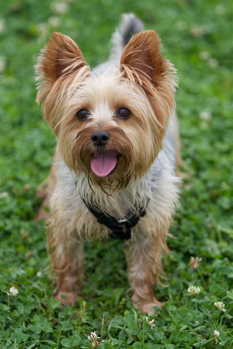 Silky Yorkie With Images Koira