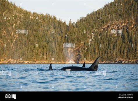 Killer Whale Orcas Orcinus Orca Pod In Resurrection Bay Kenai