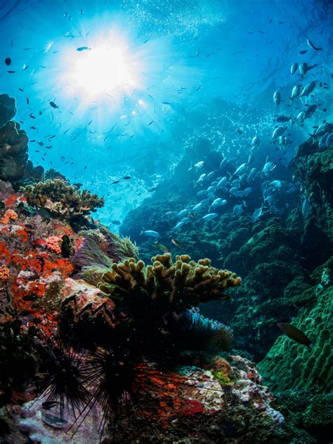 Stairway Underwater Photography Ocean Ocean Photography Ocean