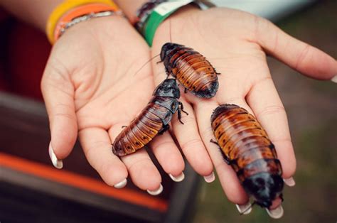 Company Offers 2000 To Release 100 Roaches In Your Home
