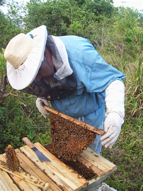 The first written report observing these hives comes from the 1600s. Musings on Beekeeping: Musings on top bar hives for ...