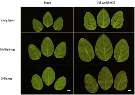 Differences Between Sun And Shade Leaves