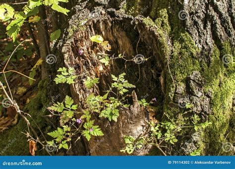 Rotten Tree Trunk With Moss Stock Photo Image Of Tree Aging 79114302