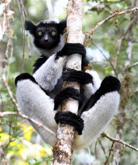 The Indri Indri Indri Also Called The Babakoto Is One Of The