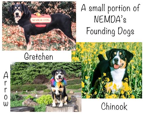 National Entlebucher Mountain Dog Association Nemda Founding Dogs