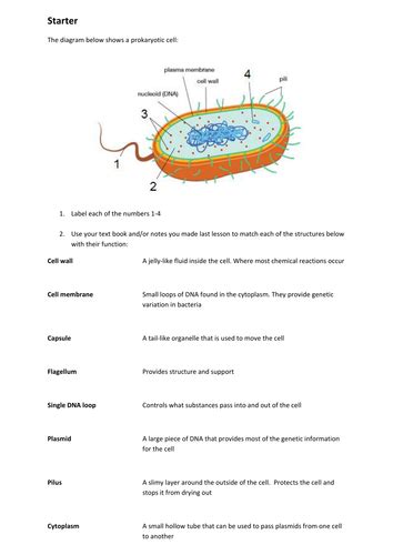 Prokaryotic Cell Structure And Functions Of Organelles Teaching