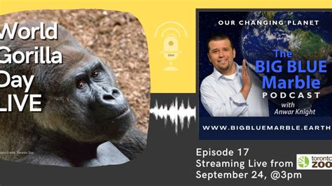World Gorilla Day Live Episode 17 Youtube