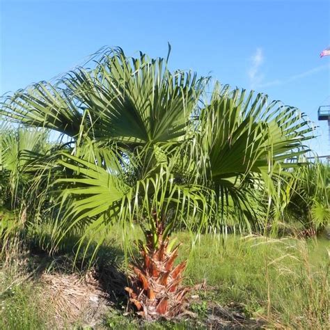 Chinese Fan Palm Livistona Chinensis Palmco Wholesale Palms Florida