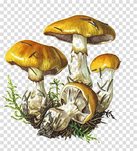 Botanical Illustration Edible Mushroom Botany Drawing Red Mushroom