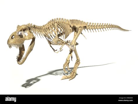 T Rex Dinosaur Full Skeleton Fotografías E Imágenes De Alta Resolución